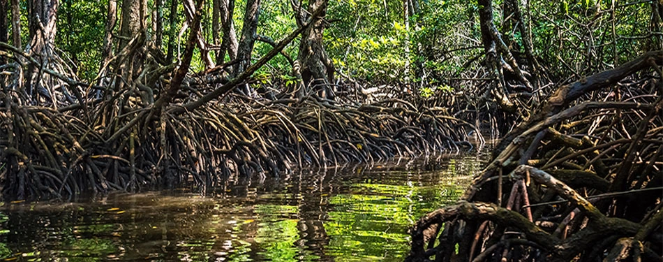Andaman Mangrove