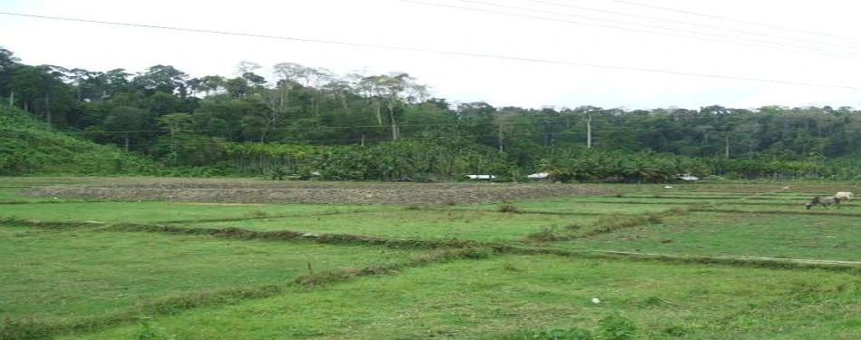 Andaman  Agriculture