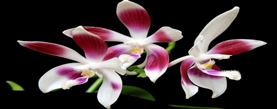 Andaman Orchid farming