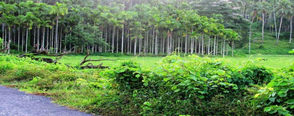 Andaman Green Heaven