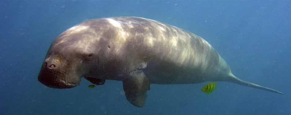 Andaman The Dugong