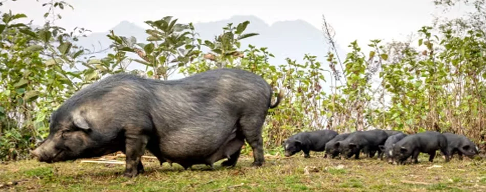 Andaman Wildlife