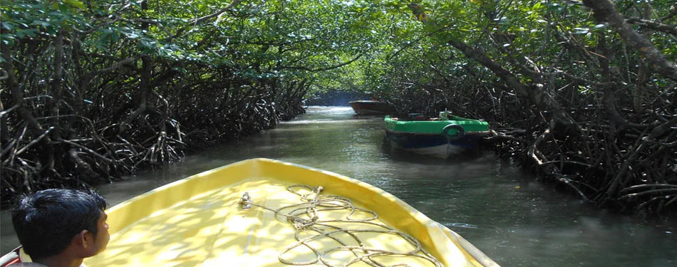 Andaman Mangrove Safari