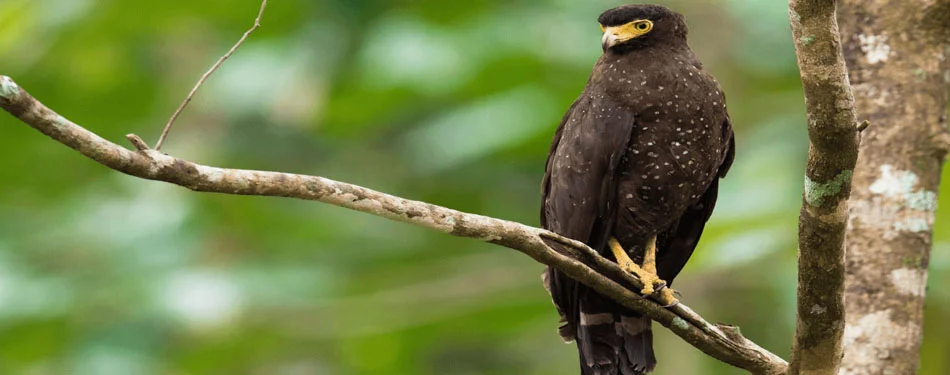 Andaman Birdwatching