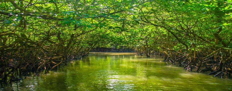 Andaman Flora and Fauna