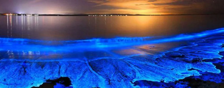 Andaman Bioluminescence