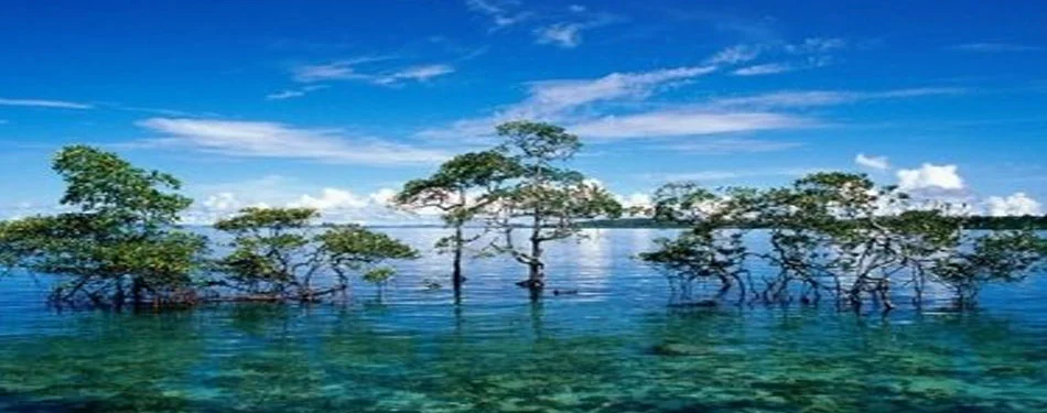 Andaman Packages