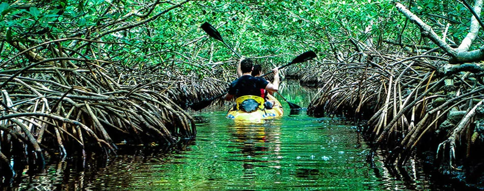 Andaman Mangrove Creeks